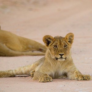 Löwennachwuchs Kruger National Park